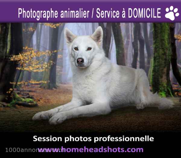 Chiens