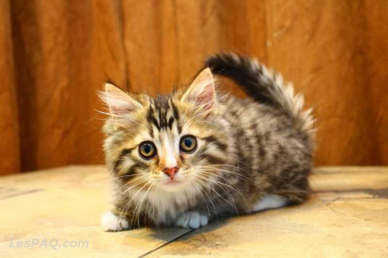 Chats