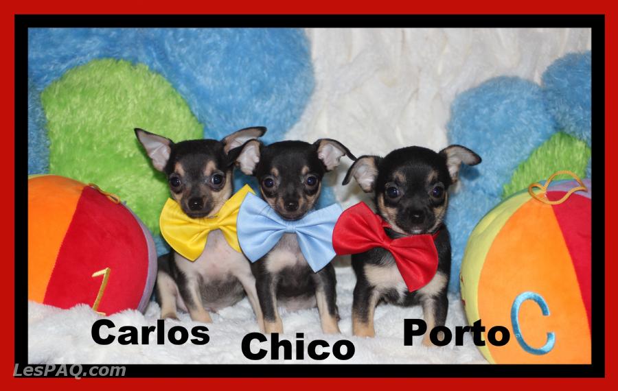 Chiens