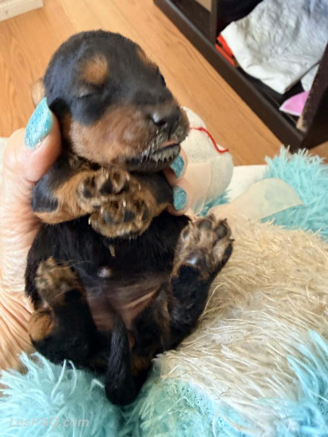 Chiens