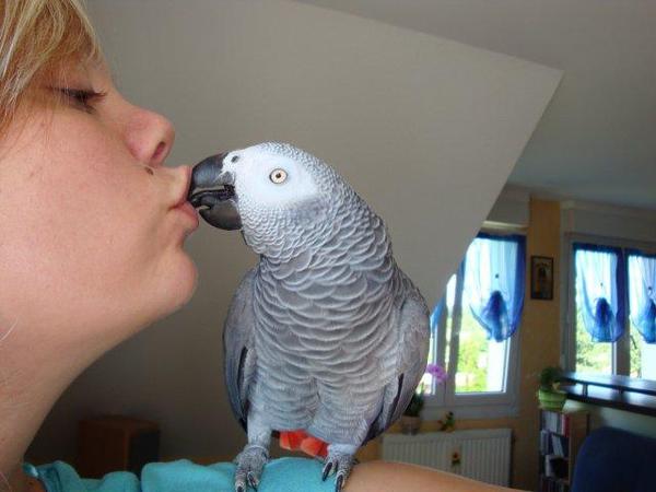 Oiseaux