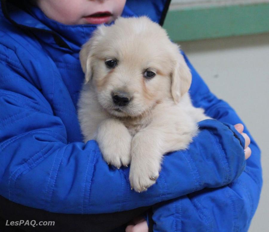 Chiens