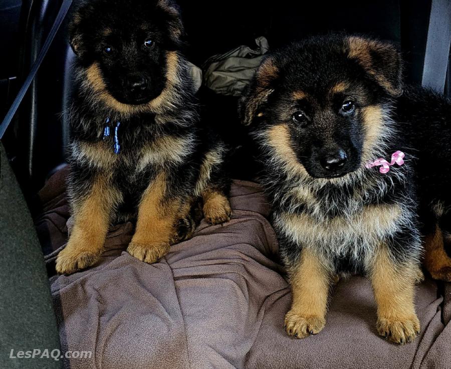 Chiens